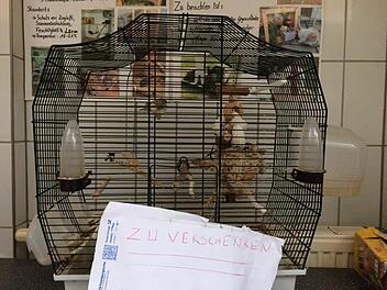 Tierheim Erlangen nimmt ausgesetzte V&ouml;gel auf