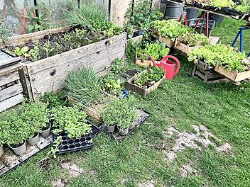 In der Seminarreihe „Nachhaltig leben“ des Kreisverbandes für Gartenbau und Landespflege Haßberge zusammen mit der Familie Fallenbacher geht es um biologischen Gemüseanbau und um den Erhalt der biologischen Vielfalt.