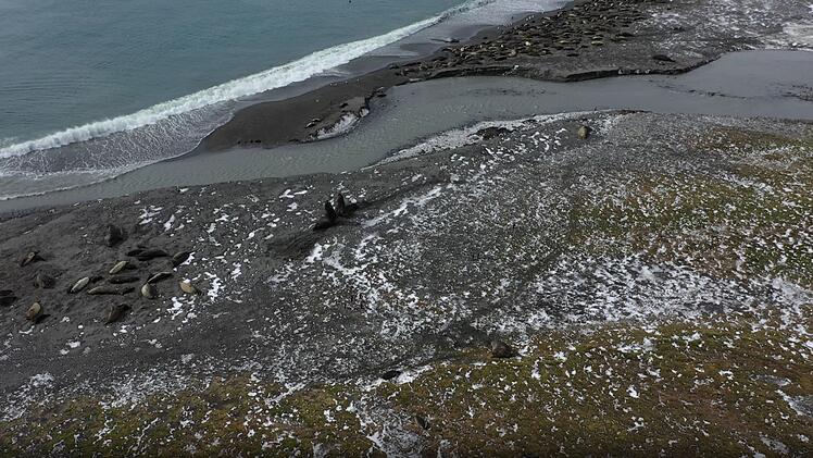 Seeelefanten sterben in Süd-Georgien durch die Vogelgrippe