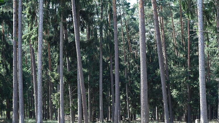 Steckerles-Wald Foto: Ronald Rinklef