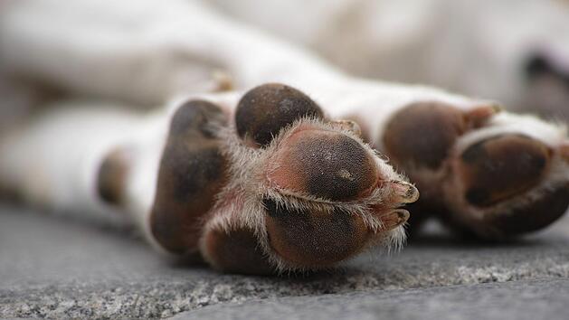 Ein Hund wurde in Neustadt bei Coburg von einem Auto &uuml;berfahren. Der Fahrer beging Unfallflucht. Symbolfoto: Engin_Akyurt/Pixabay.com
