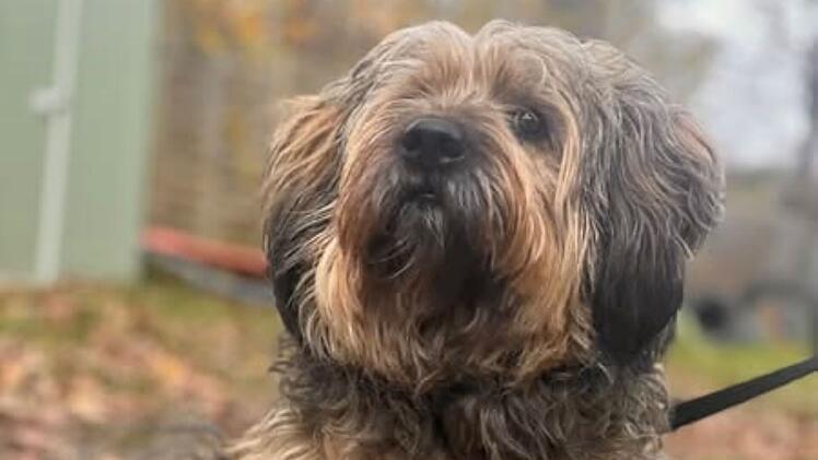 Tierheim Erlangen stellt besondere Hunde vor: "Wir sind die, die keine Anfragen haben"