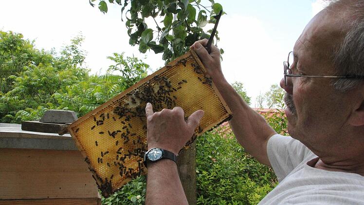 In den Bienenwaben, die Joseph Rümer zeigt, werden sowohl Honig und Pollen eingelagert als auch die jungen Bienen aufgezogen.
