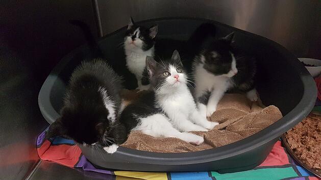 Katzenbabys Tierheim Feucht