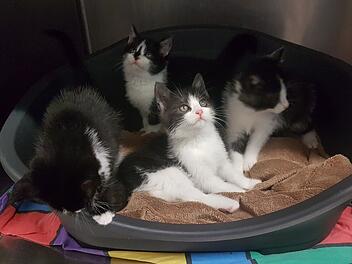 Katzenbabys Tierheim Feucht