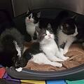 Katzenbabys Tierheim Feucht