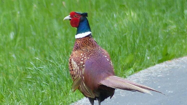 Huch, wer läuft denn da auf dem Radweg? Ein stolzer Fasan kreuzt den Weg der Radelfreunde.