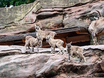 Tiergarten Nürnberg zeigt niedlichen Nachwuchs - teils wenige Tage alt