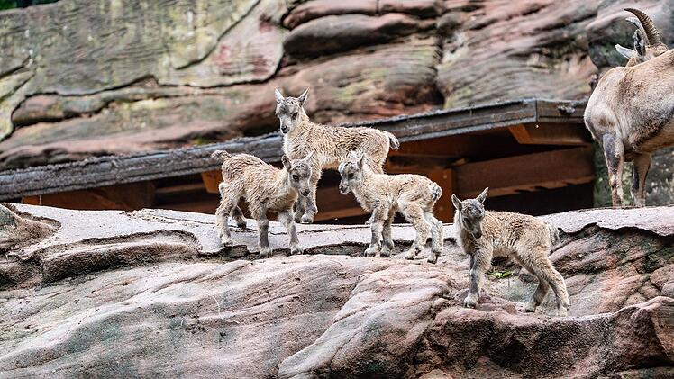 Tiergarten Nürnberg zeigt niedlichen Nachwuchs - teils wenige Tage alt