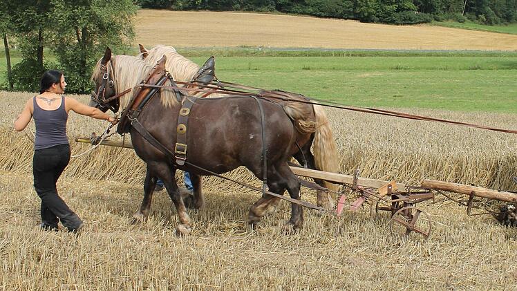 Mähen des Getreides mit einem Pferdegespann wie vor über 100 Jahren. Foto: Janina Reuter