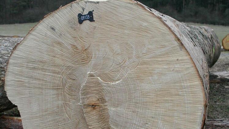 Dieser überaus wertvolle Riegelahorn lag im vergangenen Jahr zur Submission auf.