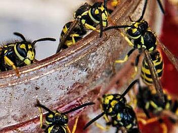 Zahlreiche Wespen haben sich an einem Marmeladenglas niedergelassen. In diesen Wochen ist Hochsaison für Wespen. Je wärmer es ist, desto mehr Tiere entwickeln sich.  Foto: Paul Zinken/dpa
