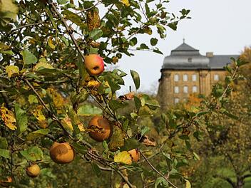 Auf der Streuobstwiese unterhalb von Banz tragen in diesem Jahr nur wenig Bäume Äpfel - und wenn, dann meist nicht viele. Fotos: Tobias Kindermann