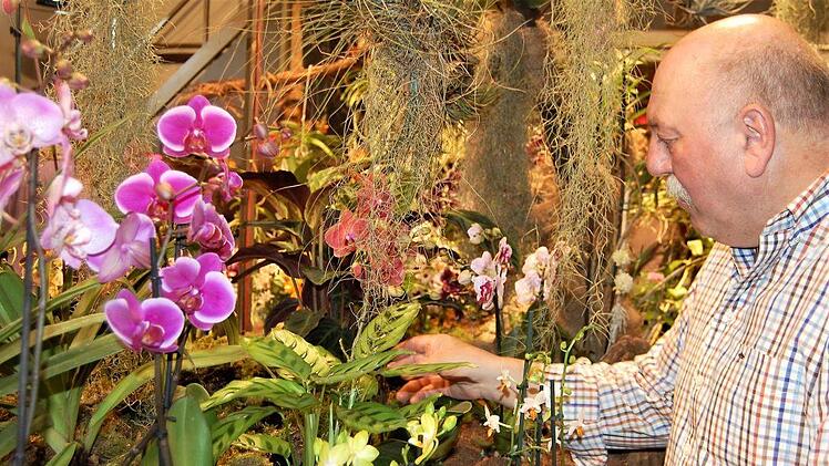Seinen Orchideen opfert Schlossermeister Kurt Beck (59) gern die Freizeit.Sigismund von Dobschütz
