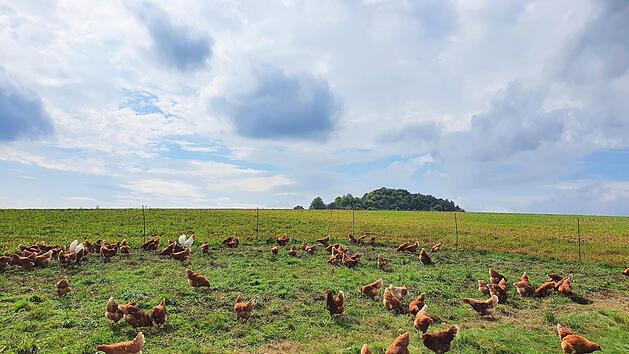 Die H&uuml;hner der Familie Leuner picken auf der Wiese nach Futter. Doch es braucht mehr als nur Platz, damit sie zufrieden sind.