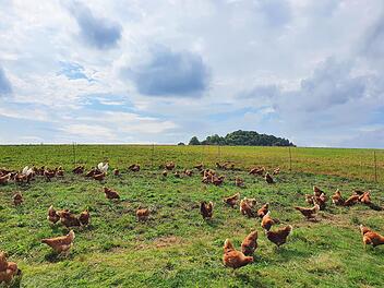 Die Hühner der Familie Leuner picken auf der Wiese nach Futter. Doch es braucht mehr als nur Platz, damit sie zufrieden sind.