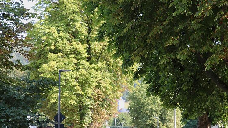 Auch im Pörbitscher Weg gibt es noch eine Allee.Foto: Katrin Geyer