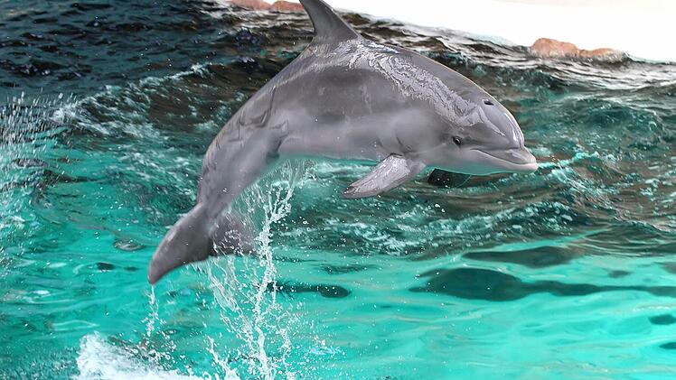 Delfin Dolly und auch Delfin Donna werden von ihren Duisburger Pflegern begleitet bis sie sich in Nürnberg eingewöhnt haben. Foto: Tiergarten Nürnberg