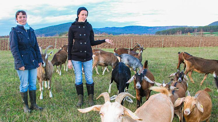 Muss der Nachbar Ziegengeruch an der Grundstücksgrenze tolerieren? Eine Frage, die das Landratsamt zu klären hat. Wie es mit der geplanten Käserei von Astrid Gerstacker-Brunne und Kathrin Küfner in Pechgraben weitergeht? Ausgang offen. Der Gemeinderat hatte das Einvernehmen zum Bauvorhaben erteilt. Foto: Archiv/Adam