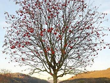 So wie hier am Rande der B 85 bei Neukenroth Richtung Pressig, wird der Vogelbeerbaum auch heute gerne noch als Schmuck- und vielseitiger Nutzbaum angepflanzt. Foto: K.- H. Hofmann