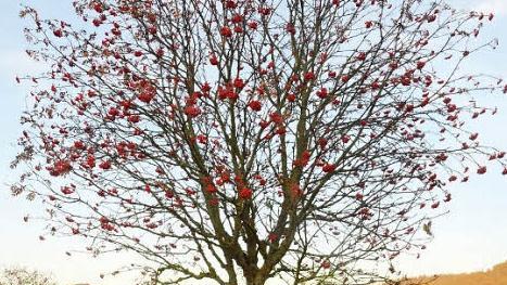 So wie hier am Rande der B 85 bei Neukenroth Richtung Pressig, wird der Vogelbeerbaum auch heute gerne noch als Schmuck- und vielseitiger Nutzbaum angepflanzt. Foto: K.- H. Hofmann