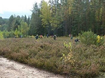 Jugendliche, die ein Freiwilliges Ökologisches Jahr absolvieren, helfen hier bei der Landschaftspflege bei Rotheul.  Foto: Stefan Beyer