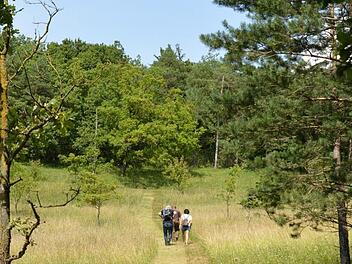 Archivaufnahmen vom Premiumweg. Am Samstag, 22. April, startet eine geführte Wanderung. Foto: Björn Hein