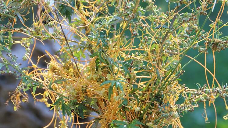 Der orangefarbene Vollparasit umschlingt den Beifu&szlig; geradezu. Foto: Mirjam Stumpf