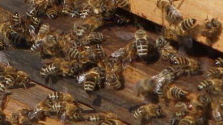 Hochbetrieb herrscht zurzeit am Flugloch.  Fotos: Günther Geiling