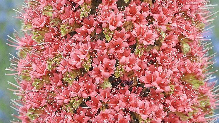 Im Kanarenhaus. Foto: Botanischer Garten der FAU.