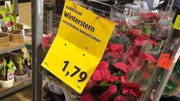 Aldi verkauft jetzt Wintersterne - und die Aufregung ist gro&szlig;. Foto: Dunja Neupert