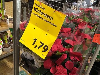Aldi verkauft jetzt Wintersterne - und die Aufregung ist groß. Foto: Dunja Neupert