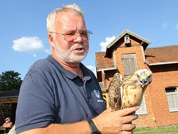 Ulrich Leicht mit einem Mäusebussard Foto: Wolfgang Desombre