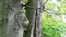 Die Forstrevierleiterin Veronika Thiel weist hier auf eine gekennzeichnete, bereits abgestorbene Buche hin.
