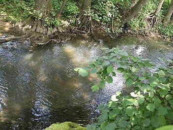 Der Leitenbach bei Wiesengiech. In der dortigen Flur hatte ein Spritzmittelunfall vor einem Jahr für ein großes Fischsterben gesorgt.Foto: Barbara Herbst