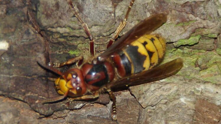 Hornissen sind friedliebend.