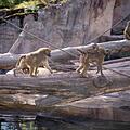 Die Historie des Tiergartens Nürnberg reicht bis ins vergangene Jahrhundert zurück. Der Landschaftszoo zählt zu einem der ältesten in Deutschland. Foto: Pixabay