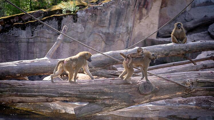 Die Historie des Tiergartens Nürnberg reicht bis ins vergangene Jahrhundert zurück. Der Landschaftszoo zählt zu einem der ältesten in Deutschland. Foto: Pixabay