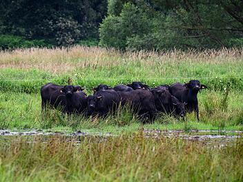 M&ouml;llmer Seewiesen