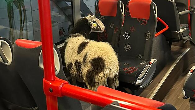 L&uuml;dinghausen: Ausgeb&uuml;xtes Schaf f&auml;hrt im Bus durch die Waschanlage