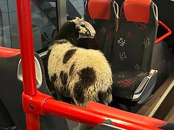 L&uuml;dinghausen: Ausgeb&uuml;xtes Schaf f&auml;hrt im Bus durch die Waschanlage
