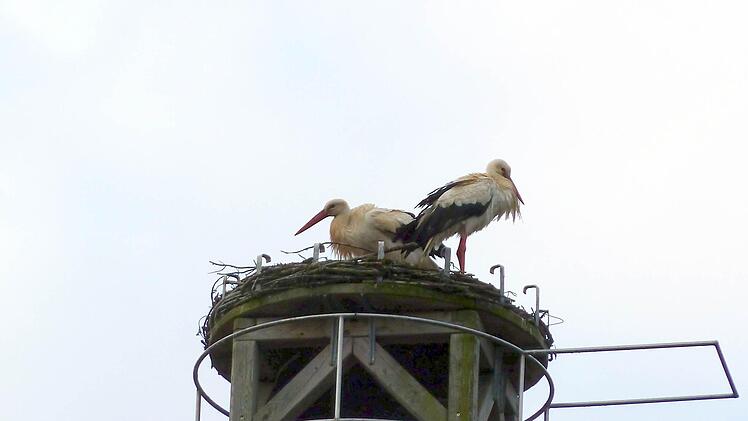 Der Horst auf der Berufsschule Fotos: Petra Baltrusch