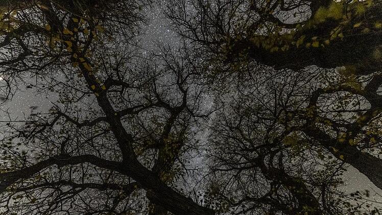 Wer sich in einer klaren Dezember-Nacht mit dem Rücken an einen Baumstamm lehnt und aufsieht, der sieht an jedem Ästlein ein Sternchen funkeln. Dies ist der wahre Weihnachtsbaum - mit echtem Sternenlicht. Foto:  Helmut Schnieder