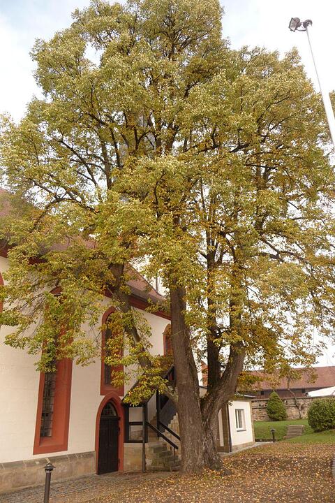Baum vor Kirche