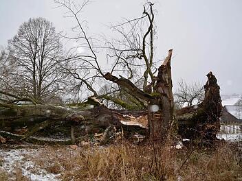 Nur noch ein Stumpf ragt aus der Erde.  Foto: Kathrin Kupka-Hahn