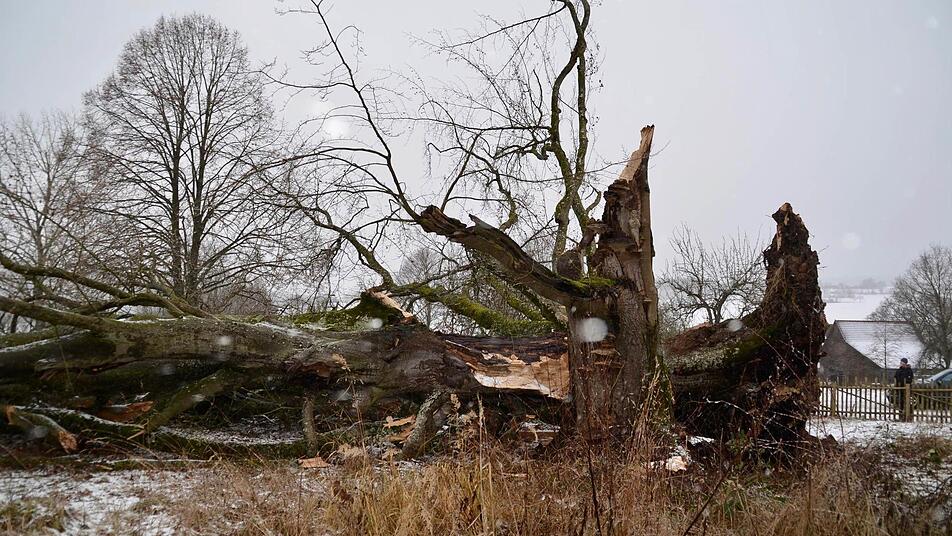 Nur noch ein Stumpf ragt aus der Erde.  Foto: Kathrin Kupka-Hahn