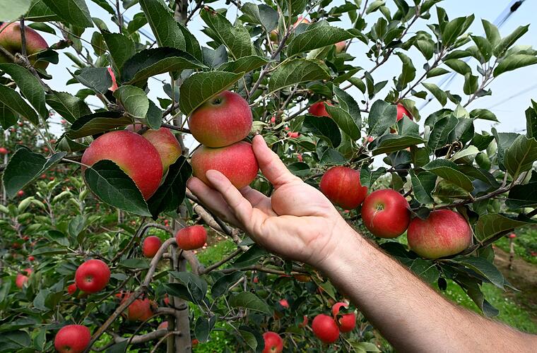 Energiekosten bedrohen Obst- und Gemüseproduktion