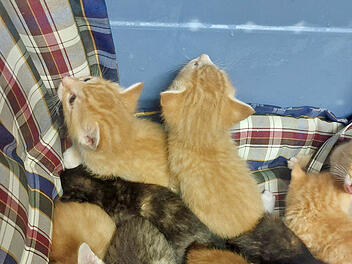Nach erschütterndem Katzen-Fund im Tierheim Roth: Peta setzt Belohnung aus