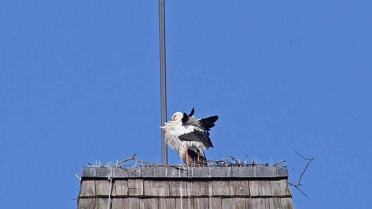 Auf dem Turm der evangelischen Kirche in Herzogenaurach ist ein Storchenpaar. Doch mit dem Nachwuchs scheint es an dieser Stelle nicht zu klappen. Foto: Heinz Czellnik