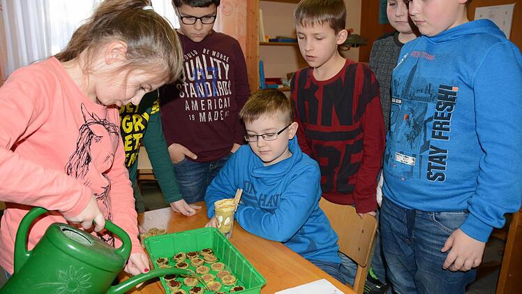Die Melkendorfer Schulkinder säen in Topfquelltöpfen die ersten Tomaten aus. Sie werden in einem Mini-Gewächshaus auf der Fensterbank kultiviert, bis es warm genug für den Umzug ins Freie ist. Foto: Dagmar Besand